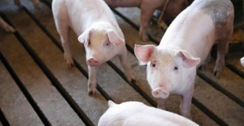 &Epsilon;&nu;&eta;&mu;έ&rho;&omega;&sigma;&eta; &gamma;&iota;&alpha; &tau;&eta;&nu; &Alpha;&phi;&rho;&iota;&kappa;&alpha;&nu;&iota;&kappa;ή &Pi;&alpha;&nu;ώ&lambda;&eta; &tau;&omega;&nu; &Chi;&omicron;ί&rho;&omega;&nu;