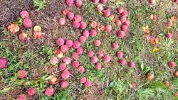 &Epsilon;&Lambda;&Gamma;&Alpha;: &Pi;&rho;ό&sigma;&lambda;&eta;&psi;&eta; 130 &epsilon;&kappa;&tau;&iota;&mu;&eta;&tau;ώ&nu; &gamma;&epsilon;&omega;&pi;ό&nu;&omega;&nu; &mu;&epsilon;&tau;ά &tau;&iota;&sigmaf; &zeta;&eta;&mu;&iota;έ&sigmaf; &pi;&omicron;&upsilon; &pi;&rho;&omicron;&kappa;ά&lambda;&epsilon;&sigma;&epsilon; &eta; &kappa;&alpha;&kappa;&omicron;&kappa;&alpha;&iota;&rho;ί&alpha; Genesis