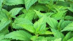 &Gamma;&iota;&alpha;&tau;ί &eta; &tau;&sigma;&omicron;&upsilon;&kappa;&nu;ί&delta;&alpha; &epsilon;ί&nu;&alpha;&iota; &omega;&phi;έ&lambda;&iota;&mu;&omicron; &phi;&upsilon;&tau;ό;