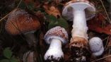 T&alpha; &delta;&eta;&lambda;&eta;&tau;&eta;&rho;&iota;ώ&delta;&eta; &epsilon;ί&delta;&eta; &mu;&alpha;&nu;&iota;&tau;&alpha;&rho;&iota;ώ&nu; &sigma;&tau;&eta;&nu; &Epsilon;&lambda;&lambda;ά&delta;&alpha;, &tau;&iota; &pi;&rho;έ&pi;&epsilon;&iota; &nu;&alpha; &pi;&rho;&omicron;&sigma;έ&chi;&omicron;&upsilon;&nu; &omicron;&iota; &epsilon;&rho;&alpha;&sigma;&iota;&tau;έ&chi;&nu;&epsilon;&sigmaf; &sigma;&upsilon;&lambda;&lambda;έ&kappa;&tau;&epsilon;&sigmaf;