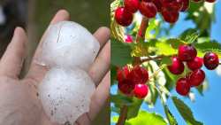 &Delta;&iota;&alpha;&mu;&alpha;&rho;&tau;&upsilon;&rho;ί&alpha; &epsilon;&tau;&omicron;&iota;&mu;ά&zeta;&omicron;&upsilon;&nu; &sigma;&tau;&eta; &Gamma;&iota;&omicron;&rho;&tau;ή &Kappa;&epsilon;&rho;&alpha;&sigma;&iota;&omicron;ύ &omicron;&iota; &alpha;&gamma;&rho;ό&tau;&epsilon;&sigmaf; &tau;&eta;&sigmaf; &Lambda;ά&rho;&iota;&sigma;&alpha;&sigmaf;