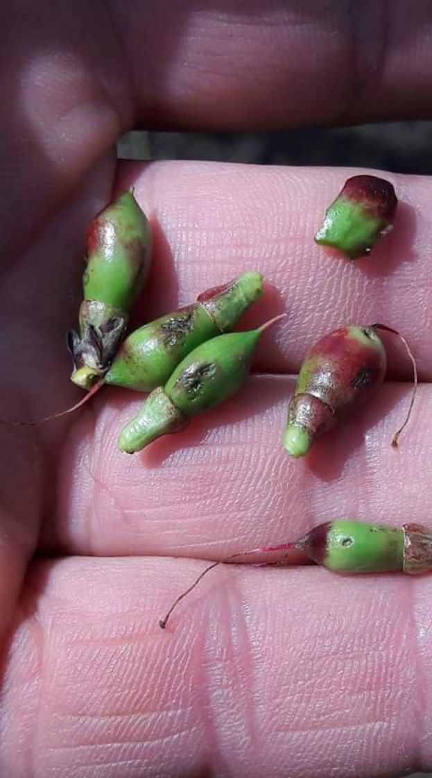 Έ&nu;&tau;&omicron;&nu;&eta; &chi;&alpha;&lambda;&alpha;&zeta;ό&pi;&tau;&omega;&sigma;&eta; έ&pi;&lambda;&eta;&xi;&epsilon; &pi;&epsilon;&rho;&iota;&omicron;&chi;έ&sigmaf; &tau;&eta;&sigmaf; &Iota;&tau;&alpha;&lambda;ί&alpha;&sigmaf; - &Zeta;&eta;&mu;&iota;έ&sigmaf; &sigma;&tau;&iota;&sigmaf; &kappa;&alpha;&lambda;&lambda;&iota;έ&rho;&gamma;&epsilon;&iota;&epsilon;&sigmaf; (video &amp; photos)