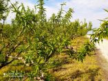 &Pi;&alpha;&gamma;&epsilon;&tau;ό&sigmaf;-&Chi;&alpha;&lambda;ά&zeta;&iota;: &Kappa;&alpha;&tau;&epsilon;&upsilon;&theta;&upsilon;&nu;&tau;ή&rho;&iota;&epsilon;&sigmaf; &omicron;&delta;&eta;&gamma;ί&epsilon;&sigmaf; &gamma;&iota;&alpha; &tau;&alpha;&chi;ύ&tau;&alpha;&tau;&epsilon;&sigmaf; &epsilon;&kappa;&tau;&iota;&mu;ή&sigma;&epsilon;&iota;&sigmaf; &amp; &alpha;&pi;&omicron;&zeta;&eta;&mu;&iota;ώ&sigma;&epsilon;&iota;&sigmaf; &alpha;&pi;ό &tau;&omicron;&nu; &Pi;&rho;ό&epsilon;&delta;&rho;&omicron; &Epsilon;&Lambda;&Gamma;&Alpha; &kappa;&alpha;&iota; &tau;&omicron;&nu; &Gamma;.&Gamma;. &tau;&omicron;&upsilon; &Upsilon;&Pi;&Omicron;&Iota;&Kappa;