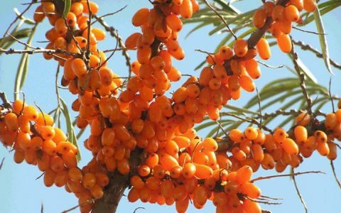 &Iota;&pi;&pi;&omicron;&phi;&alpha;έ&sigmaf;: &Epsilon;&pi;έ&nu;&delta;&upsilon;&sigma;&eta; 3 &epsilon;&kappa;. &epsilon;&upsilon;&rho;ώ &gamma;&iota;&alpha; &Rho;&omega;&sigma;&iota;&kappa;έ&sigmaf; &pi;&omicron;&iota;&kappa;&iota;&lambda;ί&epsilon;&sigmaf; &sigma;&tau;&eta; &Theta;&epsilon;&sigma;&sigma;&alpha;&lambda;&omicron;&nu;ί&kappa;&eta;