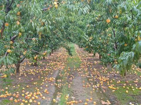 &Epsilon;&nu;&iota;&sigma;&chi;ύ&sigma;&epsilon;&iota;&sigmaf; &gamma;&iota;&alpha; &alpha;&pi;ώ&lambda;&epsilon;&iota;&alpha; &epsilon;&iota;&sigma;&omicron;&delta;ή&mu;&alpha;&tau;&omicron;&sigmaf; &sigma;&tau;&alpha; &pi;&upsilon;&rho;&eta;&nu;ό&kappa;&alpha;&pi;&rho;&alpha; &zeta;&eta;&tau;&omicron;ύ&nu; &omicron;&iota; &alpha;&gamma;&rho;ό&tau;&epsilon;&sigmaf; &tau;&eta;&sigmaf; &Eta;&mu;&alpha;&theta;ί&alpha;&sigmaf; &mu;&epsilon; &upsilon;&pi;ό&mu;&nu;&eta;&mu;&alpha; &pi;&omicron;&upsilon; έ&sigma;&tau;&epsilon;&iota;&lambda;&alpha;&nu; &sigma;&tau;&omicron;&nu; &Tau;&sigma;&iota;ά&rho;&alpha; | &Alpha;&gamma;&rho;&omicron;&tau;&iota;&kappa;ά &nu;έ&alpha; imathiotikigi.gr