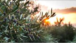 &Kappa;&alpha;&lambda;&lambda;&iota;έ&rho;&gamma;&epsilon;&iota;&alpha; &epsilon;&lambda;&iota;ά&sigmaf;: 10+1 &lambda;ό&gamma;&omicron;&iota; &gamma;&iota;&alpha; &nu;&alpha; &tau;&eta;&nu; &kappa;&alpha;&lambda;&lambda;&iota;&epsilon;&rho;&gamma;ή&sigma;&epsilon;&iota;&sigmaf;!