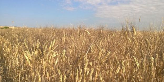 &Sigma;&iota;&tau;ά&rho;&iota;, &mu;&iota;&alpha; &mu;&epsilon;ί&zeta;&omicron;&nu;&omicron;&sigmaf; &sigma;&eta;&mu;&alpha;&sigma;ί&alpha;&sigmaf; &kappa;&alpha;&lambda;&lambda;&iota;έ&rho;&gamma;&epsilon;&iota;&alpha;