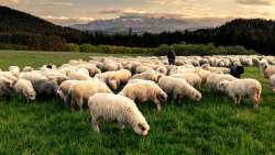 &Mu;&eta;&tau;&sigma;&omicron;&tau;ά&kappa;&eta;&sigmaf;: &Eta; &mu;ό&nu;&eta; &pi;&rho;&omicron;&tau;&epsilon;&rho;&alpha;&iota;ό&tau;&eta;&tau;&alpha; &kappa;&alpha;&iota; &eta; &mu;ό&nu;&eta; &sigma;&tau;&rho;&alpha;&tau;&eta;&gamma;&iota;&kappa;ή &mu;&alpha;&sigmaf; &epsilon;ί&nu;&alpha;&iota; &eta; &pi;&lambda;ή&rho;&eta;&sigmaf; &epsilon;&phi;&alpha;&rho;&mu;&omicron;&gamma;ή &tau;&omega;&nu; &mu;έ&tau;&rho;&omega;&nu; &beta;&iota;&omicron;&alpha;&sigma;&phi;ά&lambda;&epsilon;&iota;&alpha;&sigmaf;