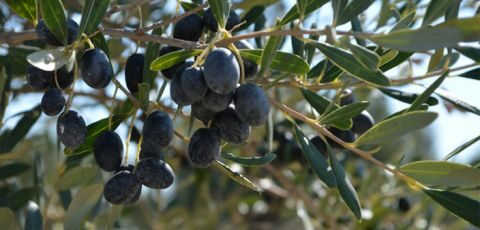 &Tau;&iota; &delta;&epsilon;ί&chi;&nu;&omicron;&upsilon;&nu; &tau;&alpha; &sigma;&tau;&omicron;&iota;&chi;&epsilon;ί&alpha; &tau;&eta;&sigmaf; &Epsilon;&theta;&nu;&iota;&kappa;ή&sigmaf; &Delta;&iota;&epsilon;&pi;&alpha;&gamma;&gamma;&epsilon;&lambda;&mu;&alpha;&tau;&iota;&kappa;ή&sigmaf; &Omicron;&rho;&gamma;ά&nu;&omega;&sigma;&eta;&sigmaf; &Epsilon;&pi;&iota;&tau;&rho;&alpha;&pi;έ&zeta;&iota;&alpha;&sigmaf; &Epsilon;&lambda;&iota;ά&sigmaf; - &Omicron;&iota; &pi;&omicron;&iota;&kappa;&iota;&lambda;ί&epsilon;&sigmaf; "&Chi;&alpha;&lambda;&kappa;&iota;&delta;&iota;&kappa;ή", "&Kappa;&alpha;&lambda;&alpha;&mu;ά&tau;&alpha;" &kappa;&alpha;&iota; "&Kappa;&omicron;&nu;&sigma;&epsilon;&rho;&beta;&omicron;&lambda;&iota;ά"