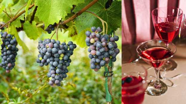 &Kappa;&Epsilon;&Omicron;&Sigma;&Omicron;&Epsilon;: &Omicron;&iota; &kappa;&alpha;&lambda;έ&sigmaf; &epsilon;&iota;&delta;ή&sigma;&epsilon;&iota;&sigmaf; &delta;&iota;&alpha;&delta;έ&chi;&omicron;&nu;&tau;&alpha;&iota; &eta; &mu;ί&alpha; &tau;&eta;&nu; ά&lambda;&lambda;&eta; &gamma;&iota;&alpha; &tau;&iota;&sigmaf; &epsilon;&xi;&alpha;&gamma;&omega;&gamma;έ&sigmaf; &omicron;ί&nu;&omicron;&upsilon;, &epsilon;&pi;&alpha;&nu;&alpha;&lambda;&alpha;&mu;&beta;ά&nu;&omicron;&nu;&tau;&alpha;&iota; ό&mu;&omega;&sigmaf; &omicron;&iota; &laquo;&sigma;&upsilon;&mu;&phi;&omicron;&rho;έ&sigmaf;&raquo; &gamma;&iota;&alpha; &tau;&eta; &gamma;&epsilon;&omega;&rho;&gamma;ί&alpha; &mu;&epsilon; &tau;&eta;&nu; &epsilon;&mu;&pi;&omicron;&rho;&iota;&kappa;ή &sigma;&upsilon;&mu;&phi;&omega;&nu;ί&alpha; &mu;&epsilon; &tau;&eta;&nu; &Alpha;&upsilon;&sigma;&tau;&rho;&alpha;&lambda;ί&alpha;;