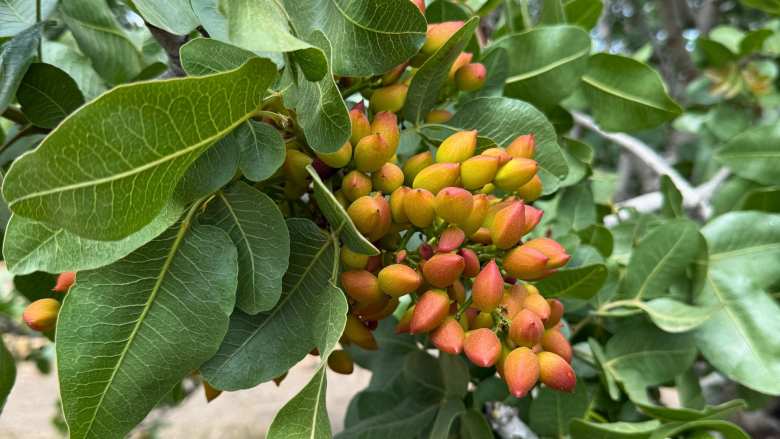 &Eta; &kappa;&alpha;&tau;ά&lambda;&lambda;&eta;&lambda;&eta; &pi;&epsilon;&rho;ί&omicron;&delta;&omicron;&sigmaf; &gamma;&iota;&alpha; &lambda;ί&pi;&alpha;&nu;&sigma;&eta; &kappa;&alpha;&iota; &kappa;&lambda;ά&delta;&epsilon;&mu;&alpha; &sigma;&tau;&eta; &phi;&iota;&sigma;&tau;&iota;&kappa;&iota;ά