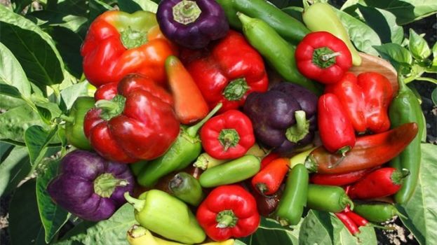 &Eta; &Tau;&omicron;&upsilon;&rho;&kappa;ί&alpha; &sigma;&tau;έ&lambda;&nu;&epsilon;&iota; &mu;&omicron;&lambda;&upsilon;&sigma;&mu;έ&nu;&alpha; &tau;&rho;ό&phi;&iota;&mu;&alpha; &sigma;&tau;&eta;&nu; &Epsilon;&lambda;&lambda;ά&delta;&alpha;