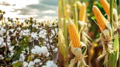 &Theta;&alpha; &lambda;ά&beta;&omicron;&upsilon;&nu; &omicron;&iota; &pi;&alpha;&rho;&alpha;&gamma;&omega;&gamma;&omicron;ί &tau;&iota;&sigmaf; &sigma;&upsilon;&nu;&delta;&epsilon;&delta;&epsilon;&mu;έ&nu;&epsilon;&sigmaf; &sigma;&epsilon; &beta;&alpha;&mu;&beta;ά&kappa;&iota; &kappa;&alpha;&iota; &kappa;&alpha;&lambda;&alpha;&mu;&pi;ό&kappa;&iota;; &Tau;&iota; &theta;&alpha; &gamma;ί&nu;&epsilon;&iota; &mu;&epsilon; &alpha;&nu;&alpha;&pi;&lambda;ή&rho;&omega;&sigma;&eta; &epsilon;&iota;&sigma;&omicron;&delta;ή&mu;&alpha;&tau;&omicron;&sigmaf; &lambda;ό&gamma;&omega; &alpha;&kappa;&alpha;&rho;&pi;ί&alpha;&sigmaf;;