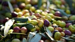 &Pi;&alpha;&pi;&alpha;&chi;&alpha;&tau;&zeta;ή&sigmaf; &sigma;&tau;&omicron; &Alpha;&Pi;&Epsilon;-&Mu;&Pi;&Epsilon;: &Mu;&epsilon; &pi;&lambda;ή&rho;&eta; &epsilon;&kappa;&mu;&eta;&chi;ά&nu;&iota;&sigma;&eta; &pi;&omicron;&upsilon; &mu;&alpha;&sigmaf; &pi;&alpha;&rho;έ&chi;&epsilon;&iota; &tau;&omicron; &laquo;&Upsilon;&pi;έ&rho;&pi;&upsilon;&kappa;&nu;&omicron; &Sigma;ύ&sigma;&tau;&eta;&mu;&alpha; &Phi;ύ&tau;&epsilon;&upsilon;&sigma;&eta;&sigmaf;&raquo; &tau;&eta;&sigmaf; &epsilon;&lambda;&iota;ά&sigmaf; &mu;&pi;&omicron;&rho;&omicron;ύ&mu;&epsilon; &nu;&alpha; έ&chi;&omicron;&upsilon;&mu;&epsilon; &kappa;ό&sigma;&tau;&omicron;&sigmaf; &epsilon;&lambda;&alpha;&iota;ό&lambda;&alpha;&delta;&omicron;&upsilon; &sigma;&tau;&omicron; 1 &epsilon;&upsilon;&rho;ώ &tau;&omicron; &lambda;ί&tau;&rho;&omicron;