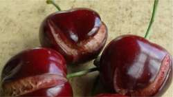 &Kappa;&epsilon;&rho;ά&sigma;&iota;&alpha; : &Alpha;&nu;&alpha;&gamma;&gamma;&epsilon;&lambda;ί&alpha; &zeta;&eta;&mu;ί&alpha;&sigmaf; &alpha;&pi;ό &beta;&rho;&omicron;&chi;ό&pi;&tau;&omega;&sigma;&eta; &sigma;&tau;&eta;&nu; &Delta;&eta;&mu;&omicron;&tau;&iota;&kappa;ή &Kappa;&omicron;&iota;&nu;ό&tau;&eta;&tau;&alpha; &Beta;έ&rho;&omicron;&iota;&alpha;&sigmaf;