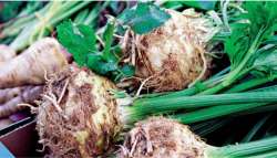 &Alpha;&upsilon;&tau;ό &tau;&omicron; &lambda;&alpha;&chi;&alpha;&nu;&iota;&kappa;ό &pi;&rho;&omicron;&sigma;&tau;&alpha;&tau;&epsilon;ύ&epsilon;&iota; &alpha;&pi;ό &delta;&iota;&alpha;&beta;ή&tau;&eta; &kappa;&alpha;&iota; &omicron;&sigma;&tau;&epsilon;&omicron;&pi;ό&rho;&omega;&sigma;&eta;