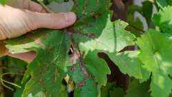 &Kappa;&Epsilon;&Omicron;&Sigma;&Omicron;&Epsilon;: &Omicron; &pi;&epsilon;&rho;&omicron;&nu;ό&sigma;&pi;&omicron;&rho;&omicron;&sigmaf; &laquo;&gamma;&omicron;&nu;&alpha;&tau;ί&zeta;&epsilon;&iota; &kappa;&alpha;&iota; &tau;&omicron;&upsilon;&sigmaf; &iota;&tau;&alpha;&lambda;&iota;&kappa;&omicron;ύ&sigmaf; &alpha;&mu;&pi;&epsilon;&lambda;ώ&nu;&epsilon;&sigmaf;&raquo;