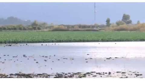 &Kappa;&alpha;&kappa;&omicron;&kappa;&alpha;&iota;&rho;ί&alpha;: &Sigma;&epsilon; &lambda;ί&mu;&nu;&eta; &mu;&epsilon;&tau;&alpha;&tau;&rho;ά&pi;&eta;&kappa;&alpha;&nu; &omicron;&iota; &kappa;&alpha;&lambda;&lambda;&iota;έ&rho;&gamma;&epsilon;&iota;&epsilon;&sigmaf; &sigma;&tau;&eta;&nu; &Eta;&lambda;&epsilon;ί&alpha;