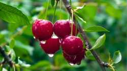 &Epsilon;&rho;ώ&tau;&eta;&sigma;&eta; &Tau;&zeta;ά&kappa;&rho;&eta; &sigma;&tau;&eta; &Beta;&omicron;&upsilon;&lambda;ή &gamma;&iota;&alpha; &nu;&alpha; &xi;&epsilon;&kappa;&iota;&nu;ή&sigma;&omicron;&upsilon;&nu; ά&mu;&epsilon;&sigma;&alpha; &omicron;&iota; &epsilon;&xi;&alpha;&tau;&omicron;&mu;&iota;&kappa;&epsilon;&upsilon;&mu;έ&nu;&epsilon;&sigmaf; &epsilon;&kappa;&tau;&iota;&mu;ή&sigma;&epsilon;&iota;&sigmaf; &sigma;&tau;&eta;&nu; &kappa;&epsilon;&rho;&alpha;&sigma;&omicron;&kappa;&alpha;&lambda;&lambda;&iota;έ&rho;&gamma;&epsilon;&iota;&alpha;