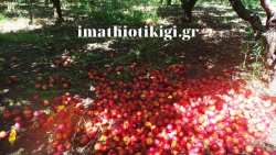 &Alpha;&nu;&alpha;&kappa;&omicron;&iota;&nu;ώ&sigma;&epsilon;&iota;&sigmaf; &Upsilon;&pi;&Alpha;&Alpha;&Tau; &gamma;&iota;&alpha; &beta;&rho;&omicron;&chi;&omicron;&pi;&tau;ώ&sigma;&epsilon;&iota;&sigmaf; (De minimis) &kappa;&alpha;&iota; ά&lambda;&lambda;&epsilon;&sigmaf; &pi;&lambda;&eta;&rho;&omega;&mu;έ&sigmaf; &mu;έ&sigma;&alpha; &sigma;&tau;&eta; &beta;&delta;&omicron;&mu;ά&delta;&alpha;