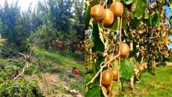 &Xi;&epsilon;&rho;&iota;&zeta;ώ&nu;&omicron;&nu;&tau;&alpha;&iota; &rho;&omicron;&delta;&alpha;&kappa;&iota;&nu;&iota;έ&sigmaf;, &phi;&upsilon;&tau;&epsilon;ύ&omicron;&nu;&tau;&alpha;&iota; &alpha;&kappa;&tau;&iota;&nu;&iota;&delta;&iota;έ&sigmaf;:  &Tau;&omicron; &rho;&omicron;&delta;ά&kappa;&iota;&nu;&omicron; &sigma;&epsilon; &beta;ά&zeta;&epsilon;&iota; &mu;έ&sigma;&alpha;, &tau;&omicron; &alpha;&kappa;&tau;&iota;&nu;ί&delta;&iota;&omicron; &sigma;&omicron;&upsilon; &delta;ί&nu;&epsilon;&iota; &lambda;&epsilon;&phi;&tau;ά