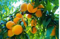 &Sigma;&tau;&omicron; &Pi;&alpha;&gamma;&kappa;ό&sigma;&mu;&iota;&omicron; &Sigma;&upsilon;&nu;έ&delta;&rho;&iota;&omicron; CanCon16 &sigma;&tau;&eta;&nu; &Kappa;ί&nu;&alpha; &sigma;&upsilon;&mu;&mu;&epsilon;&tau;&epsilon;ί&chi;&epsilon; &eta; &Epsilon;&Kappa;&Epsilon; - &Kappa;&alpha;&tau;&alpha;&gamma;&rho;ά&phi;&epsilon;&tau;&alpha;&iota; &sigma;&tau;&rho;&epsilon;&mu;&mu;&alpha;&tau;&iota;&kappa;ή &mu;&epsilon;ί&omega;&sigma;&eta; &tau;&eta;&sigmaf; &kappa;&alpha;&lambda;&lambda;&iota;έ&rho;&gamma;&epsilon;&iota;&alpha;&sigmaf; &sigma;&upsilon;&mu;&pi;ύ&rho;&eta;&nu;&omega;&nu; &rho;&omicron;&delta;ά&kappa;&iota;&nu;&omega;&nu;