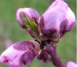 &Omicron;&delta;&eta;&gamma;ί&alpha; &psi;&epsilon;&kappa;&alpha;&sigma;&mu;&omicron;ύ &gamma;&iota;&alpha; &tau;&eta; &Rho;&omicron;&delta;&alpha;&kappa;&iota;&nu;&iota;ά