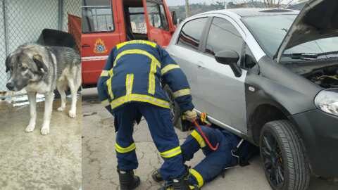 &Beta;έ&rho;&omicron;&iota;&alpha;: &Delta;&iota;ά&sigma;&omega;&sigma;&eta; &pi;&alpha;&gamma;&iota;&delta;&epsilon;&upsilon;&mu;έ&nu;&omicron;&upsilon; &sigma;&kappa;ύ&lambda;&omicron;&upsilon; &alpha;&pi;ό &kappa;&lambda;&iota;&mu;ά&kappa;&iota;&omicron; &tau;&omicron;&upsilon; &Delta;&eta;&mu;&omicron;&tau;&iota;&kappa;&omicron;ύ &Kappa;&tau;&eta;&nu;&iota;&alpha;&tau;&rho;&epsilon;ί&omicron;&upsilon;