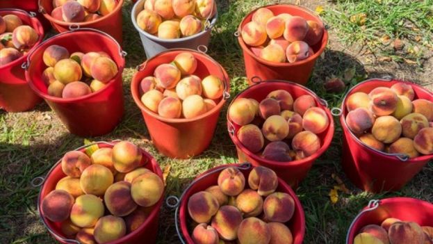 &laquo;&Nu;&alpha; &delta;&omicron;&theta;&omicron;ύ&nu; ά&mu;&epsilon;&sigma;&alpha; &omicron;&iota; &epsilon;&nu;&iota;&sigma;&chi;ύ&sigma;&epsilon;&iota;&sigmaf; de minimis &sigma;&tau;&omicron;&upsilon;&sigmaf; &rho;&omicron;&delta;&alpha;&kappa;&iota;&nu;&omicron;&pi;&alpha;&rho;&alpha;&gamma;&omega;&gamma;&omicron;ύ&sigmaf;&raquo;: &Kappa;&alpha;&tau;ά&theta;&epsilon;&sigma;&eta; &Epsilon;&rho;ώ&tau;&eta;&sigma;&eta;&sigmaf; &alpha;&pi;ό &tau;&iota;&sigmaf; &beta;&omicron;&upsilon;&lambda;&epsilon;&upsilon;&tau;έ&sigmaf; &Kappa;&alpha;&rho;&alpha;&sigma;&alpha;&rho;&lambda;ί&delta;&omicron;&upsilon; &kappa;&alpha;&iota; &Tau;&zeta;ά&kappa;&rho;&eta;