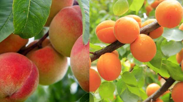 &Gamma;&iota;&alpha; &alpha;&pi;&omicron;&zeta;&eta;&mu;&iota;ώ&sigma;&epsilon;&iota;&sigmaf; de minimis &sigma;&epsilon; &rho;&omicron;&delta;ά&kappa;&iota;&nu;&alpha;, &beta;&epsilon;&rho;ί&kappa;&omicron;&kappa;&alpha;, &nu;&epsilon;&kappa;&tau;&alpha;&rho;ί&nu;&iota;&alpha; &alpha;&nu;&alpha;&phi;έ&rho;&epsilon;&tau;&alpha;&iota; &mu;&epsilon; &alpha;&nu;&alpha;&kappa;&omicron;ί&nu;&omega;&sigma;&eta; &tau;&eta;&sigmaf;, &eta; &Epsilon;&Theta;&Epsilon;&Alpha;&Sigma;