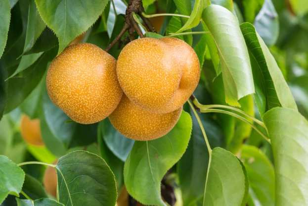 Ά&mu;&epsilon;&sigma;&alpha; &Delta;&iota;&alpha;&theta;έ&sigma;&iota;&mu;&alpha; &Delta;έ&nu;&tau;&rho;&alpha; Nashi (&Alpha;&chi;&lambda;&alpha;&delta;ό&mu;&eta;&lambda;&omicron;) &sigma;&epsilon; &Upsilon;&pi;&omicron;&kappa;&epsilon;ί&mu;&epsilon;&nu;&omicron; OHF 333 (2026)