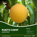 PUNTO COM&reg; : &Pi;ό&tau;&epsilon; &sigma;&upsilon;&gamma;&kappa;&omicron;&mu;ί&zeta;&epsilon;&tau;&alpha;&iota; &kappa;&alpha;&iota; &pi;&omicron;&iota;&alpha; &tau;&alpha; &kappa;ύ&rho;&iota;&alpha; &chi;&alpha;&rho;&alpha;&kappa;&tau;&eta;&rho;&iota;&sigma;&tau;&iota;&kappa;ά &tau;&eta;&sigmaf; &pi;&omicron;&iota;&kappa;&iota;&lambda;ί&alpha;&sigmaf;