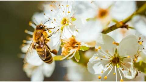 &Epsilon;&pi;&iota;&pi;&tau;ώ&sigma;&epsilon;&iota;&sigmaf; &tau;&eta;&sigmaf; &kappa;&lambda;&iota;&mu;&alpha;&tau;&iota;&kappa;ή&sigmaf; &alpha;&lambda;&lambda;&alpha;&gamma;ή&sigmaf; &sigma;&tau;&eta;&nu; &upsilon;&gamma;&epsilon;ί&alpha; &tau;&omega;&nu; &mu;&epsilon;&lambda;&iota;&sigma;&sigma;ώ&nu; | &Alpha;&gamma;&rho;&omicron;&tau;&iota;&kappa;ά &nu;έ&alpha; &kappa;&alpha;&iota; &epsilon;&iota;&delta;ή&sigma;&epsilon;&iota;&sigmaf; imathiotikigi.gr