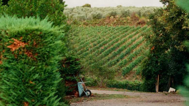 &Gamma;&epsilon;&omega;&rho;&gamma;&iota;&kappa;έ&sigmaf; &pi;&rho;&omicron;&epsilon;&iota;&delta;&omicron;&pi;&omicron;&iota;ή&sigma;&epsilon;&iota;&sigmaf; &gamma;&iota;&alpha; &tau;&omicron; &Alpha;&mu;&pi;έ&lambda;&iota; | &Alpha;&gamma;&rho;&omicron;&tau;&iota;&kappa;ά &nu;έ&alpha; IMATHIOTIKIGI.GR