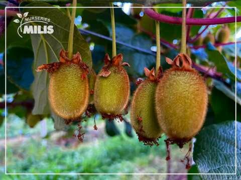 Milis plant nurseries - &Phi;&upsilon;&tau;ώ&rho;&iota;&alpha; &Mu;ί&lambda;&eta;&sigmaf;: &Delta;&iota;&alpha;&sigma;&phi;&alpha;&lambda;ί&zeta;&omicron;&upsilon;&mu;&epsilon; &tau;&eta;&nu; &pi;&omicron;&iota;ό&tau;&eta;&tau;&alpha; &pi;&rho;&omicron;&sigma;&phi;έ&rho;&omicron;&nu;&tau;&alpha;&sigmaf; &pi;&iota;&sigma;&tau;&omicron;&pi;&omicron;&iota;&eta;&mu;έ&nu;&alpha; &phi;&upsilon;&tau;ά &alpha;&kappa;&tau;&iota;&nu;&iota;&delta;ί&alpha;&sigmaf;