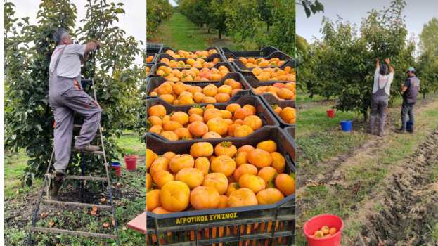&Alpha;&pi;&lambda;ή&rho;&omega;&tau;&omicron;&iota; &alpha;&pi;ό &tau;&iota;&sigmaf; &pi;&alpha;&rho;&alpha;&gamma;&omega;&gamma;έ&sigmaf;, &Epsilon;&Lambda;&Gamma;&Alpha; &kappa;&alpha;&iota; &Epsilon;&nu;&iota;&sigma;&chi;ύ&sigma;&epsilon;&iota;&sigmaf; &omicron;&iota; &pi;&alpha;&rho;&alpha;&gamma;&omega;&gamma;&omicron;ί &sigma;&tau;&eta;&nu; &Eta;&mu;&alpha;&theta;ί&alpha; - &Chi;&omega;&rho;ί&sigmaf; &epsilon;&rho;&gamma;ά&tau;&epsilon;&sigmaf; &sigma;&tau;&eta; &sigma;&upsilon;&gamma;&kappa;&omicron;&mu;&iota;&delta;ή &lambda;&omega;&tau;ώ&nu;
