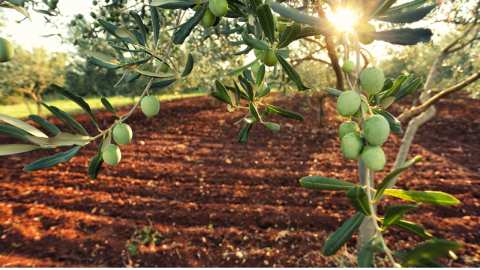 &Gamma;&epsilon;&omega;&rho;&gamma;&iota;&kappa;έ&sigmaf; &pi;&rho;&omicron;&epsilon;&iota;&delta;&omicron;&pi;&omicron;&iota;ή&sigma;&epsilon;&iota;&sigmaf; &gamma;&iota;&alpha; &tau;&eta;&nu; &Epsilon;&lambda;&iota;ά