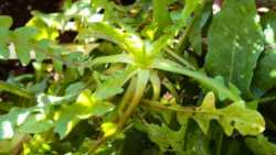 &Pi;&iota;&kappa;&rho;&alpha;&lambda;ί&delta;&alpha; &eta; &Alpha;&gamma;&rho;&iota;&omicron;&rho;ά&delta;&iota;&kappa;&omicron; - Έ&nu;&alpha; &iota;&sigma;&chi;&upsilon;&rho;ό &phi;ά&rho;&mu;&alpha;&kappa;&omicron; &tau;&eta;&sigmaf; &phi;ύ&sigma;&eta;&sigmaf;