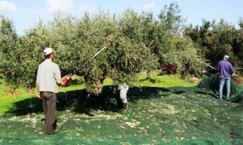 &Epsilon;&kappa;&tau;ό&sigmaf; &tau;&omicron;&upsilon; &Mu;έ&tau;&rho;&omicron;&upsilon; 21 &tau;&omicron;&upsilon; &Pi;&rho;&omicron;&gamma;&rho;ά&mu;&mu;&alpha;&tau;&omicron;&sigmaf; &Alpha;&gamma;&rho;&omicron;&tau;&iota;&kappa;ή&sigmaf; &Alpha;&nu;ά&pi;&tau;&upsilon;&xi;&eta;&sigmaf; &chi;&iota;&lambda;&iota;ά&delta;&epsilon;&sigmaf; &epsilon;&lambda;&alpha;&iota;&omicron;&pi;&alpha;&rho;&alpha;&gamma;&omega;&gamma;&omicron;ί
