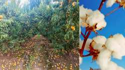 &Epsilon;&nu;&iota;&sigma;&chi;ύ&sigma;&epsilon;&iota;&sigmaf; &sigma;&epsilon; &rho;&omicron;&delta;ά&kappa;&iota;&nu;&alpha; (De minimis) &kappa;&alpha;&iota; &beta;&alpha;&mu;&beta;ά&kappa;&iota; &zeta;ή&tau;&eta;&sigma;&alpha;&nu; &omicron;&iota; &alpha;&gamma;&rho;ό&tau;&epsilon;&sigmaf; &sigma;&tau;&eta; &sigma;&upsilon;&nu;ά&nu;&tau;&eta;&sigma;&eta; &mu;&epsilon; &Upsilon;&phi;&Alpha;&Alpha;&Tau; &Delta;&iota;&omicron;&nu;ύ&sigma;&eta; &Sigma;&tau;&alpha;&mu;&epsilon;&nu;ί&tau;&eta; | &Alpha;&gamma;&rho;&omicron;&tau;&iota;&kappa;ά &nu;έ&alpha; IMATHIOTIKIGI.GR