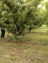 &Omicron;&delta;&eta;&gamma;&iota;ά &psi;&epsilon;&kappa;&alpha;&sigma;&mu;&omicron;ύ &gamma;&iota;&alpha; &tau;&alpha; &pi;&upsilon;&rho;&eta;&nu;ό&kappa;&alpha;&rho;&pi;&alpha;