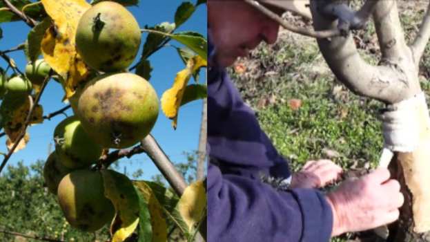 &Gamma;&epsilon;&omega;&rho;&gamma;&iota;&kappa;έ&sigmaf; &pi;&rho;&omicron;&epsilon;&iota;&delta;&omicron;&pi;&omicron;&iota;ή&sigma;&epsilon;&iota;&sigmaf; &gamma;&iota;&alpha; &tau;&alpha; &Mu;&eta;&lambda;&omicron;&epsilon;&iota;&delta;ή