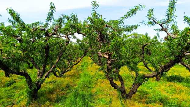 &Pi;&omega;&lambda;&epsilon;ί&tau;&alpha;&iota; &chi;&omega;&rho;ά&phi;&iota; &mu;&epsilon; &rho;&omicron;&delta;&alpha;&kappa;&iota;&nu;&iota;έ&sigmaf;