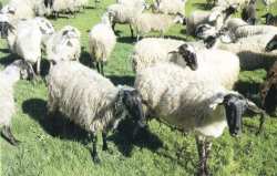 &Eta; &Pi;&epsilon;&rho;&iota;&phi;έ&rho;&epsilon;&iota;&alpha; &Theta;&epsilon;&sigma;&sigma;&alpha;&lambda;ί&alpha;&sigmaf; &theta;έ&tau;&epsilon;&iota; &upsilon;&pi;ό &tau;&eta;&nu; &pi;&rho;&omicron;&sigma;&tau;&alpha;&sigma;ί&alpha; &tau;&eta;&sigmaf; &tau;&omicron; &kappa;&alpha;&rho;&alpha;&gamma;&kappa;&omicron;ύ&nu;&iota;&kappa;&omicron; &alpha;&iota;&gamma;&omicron;&pi;&rho;ό&beta;&alpha;&tau;&omicron;