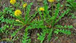 &Pi;&iota;&kappa;&rho;&alpha;&lambda;ί&delta;&alpha; ή &alpha;&gamma;&rho;&iota;&omicron;&rho;ά&delta;&iota;&kappa;&omicron;: Έ&nu;&alpha; &iota;&sigma;&chi;&upsilon;&rho;ό &phi;ά&rho;&mu;&alpha;&kappa;&omicron; &tau;&eta;&sigmaf; &phi;ύ&sigma;&eta;&sigmaf;