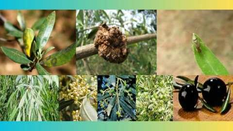 &Gamma;&epsilon;&omega;&rho;&gamma;&iota;&kappa;έ&sigmaf; &pi;&rho;&omicron;&epsilon;&iota;&delta;&omicron;&pi;&omicron;&iota;ή&sigma;&epsilon;&iota;&sigmaf; &gamma;&iota;&alpha; &tau;&eta;&nu; &Epsilon;&lambda;&iota;ά