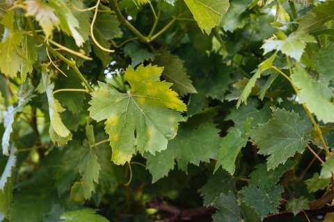 &Kappa;&Epsilon;&Omicron;&Sigma;&Omicron;&Epsilon;: &Kappa;&alpha;&iota; &eta; &Chi;&alpha;&lambda;&kappa;&iota;&delta;&iota;&kappa;ή &pi;&lambda;ή&tau;&tau;&epsilon;&tau;&alpha;&iota; &sigma;&phi;&omicron;&delta;&rho;ά &alpha;&pi;ό &tau;&omicron;&nu; &pi;&epsilon;&rho;&omicron;&nu;ό&sigma;&pi;&omicron;&rho;&omicron;