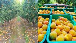 &Epsilon;&nu;&iota;&sigma;&chi;ύ&sigma;&epsilon;&iota;&sigmaf; De minimis &zeta;&eta;&tau;&omicron;ύ&nu; &omicron;&iota; &alpha;&gamma;&rho;ό&tau;&epsilon;&sigmaf; &tau;&eta;&sigmaf; &Eta;&mu;&alpha;&theta;ί&alpha;&sigmaf; &sigma;&epsilon; ό&lambda;&epsilon;&sigmaf; &tau;&iota;&sigmaf; &pi;&omicron;&iota;&kappa;&iota;&lambda;ί&epsilon;&sigmaf; &sigma;&upsilon;&mu;&pi;ύ&rho;&eta;&nu;&omega;&nu; &rho;&omicron;&delta;ά&kappa;&iota;&nu;&omega;&nu; | &Alpha;&gamma;&rho;&omicron;&tau;&iota;&kappa;ά &nu;έ&alpha; IMATHIOTIKIGI.GR