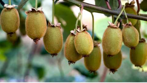 &Pi;&rho;ό&omega;&rho;&eta; &sigma;&upsilon;&gamma;&kappa;&omicron;&mu;&iota;&delta;ή &kappa;&alpha;&iota; &pi;&alpha;&rho;ά&nu;&omicron;&mu;&eta; &delta;&iota;&alpha;&kappa;ί&nu;&eta;&sigma;&eta; &alpha;&kappa;&tau;&iota;&nu;&iota;&delta;ί&omega;&nu;: &Kappa;&alpha;&tau;&alpha;&gamma;&gamma;&epsilon;&lambda;ί&alpha; &tau;&eta;&sigmaf; &Epsilon;&theta;&nu;&iota;&kappa;ή&sigmaf; &Delta;&iota;&epsilon;&pi;&alpha;&gamma;&gamma;&epsilon;&lambda;&mu;&alpha;&tau;&iota;&kappa;ή&sigmaf; &Omicron;&rho;&gamma;ά&nu;&omega;&sigma;&eta;&sigmaf; &Alpha;&kappa;&tau;&iota;&nu;&iota;&delta;ί&omega;&nu; &pi;&rho;&omicron;&sigmaf; &tau;&omicron; &Upsilon;&Pi;&Alpha;&Alpha;&Tau;