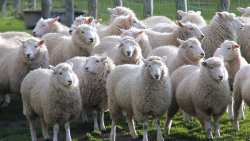 &Alpha;&Kappa;&Kappa;&Epsilon;&Lambda;: &Eta; &pi;&rho;&alpha;&gamma;&mu;&alpha;&tau;&iota;&kappa;ό&tau;&eta;&tau;&alpha; &tau;&omega;&nu; &kappa;&tau;&eta;&nu;&omicron;&tau;&rho;ό&phi;&omega;&nu; &delta;&iota;&alpha;&psi;&epsilon;ύ&delta;&epsilon;&iota; &tau;&iota;&sigmaf; &delta;&eta;&lambda;ώ&sigma;&epsilon;&iota;&sigmaf; &Tau;&sigma;&iota;ά&rho;&alpha; &gamma;&iota;&alpha; &upsilon;&psi;&eta;&lambda;ό&tau;&epsilon;&rho;&epsilon;&sigmaf; &alpha;&pi;&omicron;&zeta;&eta;&mu;&iota;ώ&sigma;&epsilon;&iota;&sigmaf; &sigma;&tau;&eta;&nu; &Epsilon;&upsilon;&rho;ώ&pi;&eta;